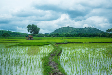 Rice Field in Tetebatu on Lombok Island, Indonesia 1
