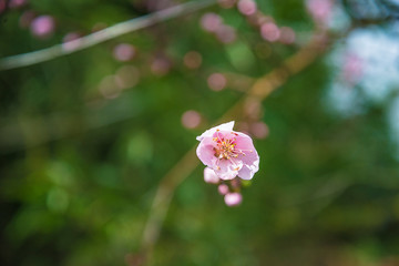 Beautiful peach flower on the twig close up