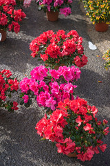 Fototapeta na wymiar Red and purple azalea flowers in pots