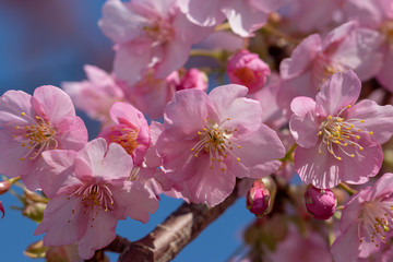 Kawazu Sakura of Fukuei Sports Plaza, Ichikawa City, Chiba Prefecture, Japan