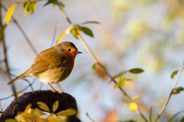 le petit Robin
