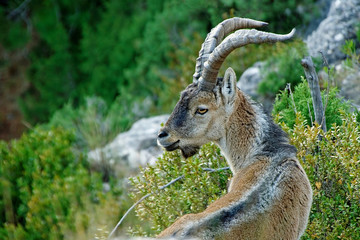 Macho montés, en la sierra de Cazorla, Segura y Las Villas.