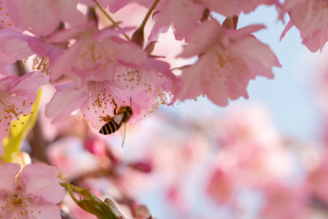 Kawazu Sakura and Bees in Fuei Sports Plaza, Ichikawa City, Chiba Prefecture, Japan