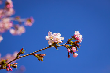 Pink plum blossom.Branches of blossom Plums against blue sky.Background with pink spring blossoms. Cherry tree twigs with blooming flowers .Spring is coming. blossoming plum trees at park