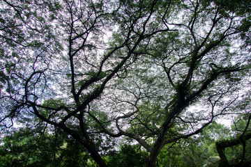 big tree in rain forest