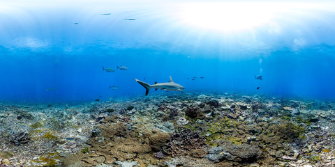 Fototapeta na wymiar 360 of shark swimming in Palmyra