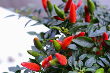 Red and green chilli peppers growing on a small plant