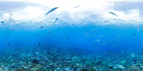 Fototapeta na wymiar 360 of Barracuda fish