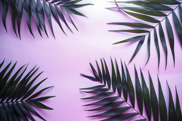 Fototapeta na wymiar Tropical and palm leaves in vibrant bold gradient holographic neon colors , background.