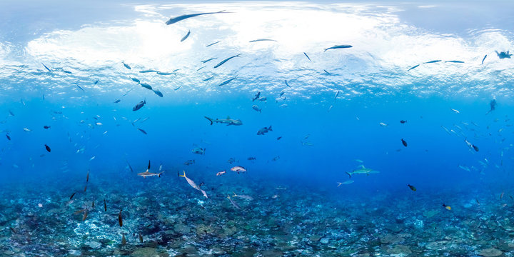 360 of fish and sharks over reef