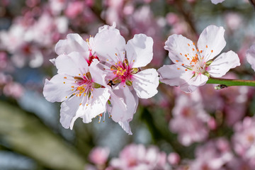 Pink Japanese cherry blossom blooming season under a ending winter blue sky