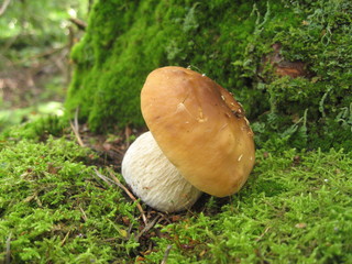 boletus edulis. Edible mushroom used for cooking.