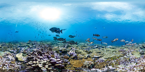 360 of fish over healthy reef