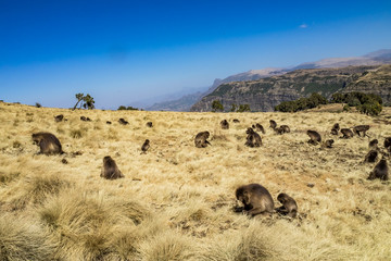 Gelada Baboon - Theropithecus Gelada. Simien Mountains in Ethiopia