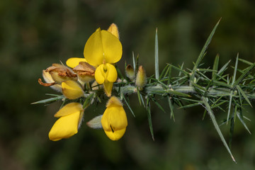 Ulex europaeus, yellow flowers close up