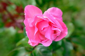 Rosa Rosebblüte sich öffnend