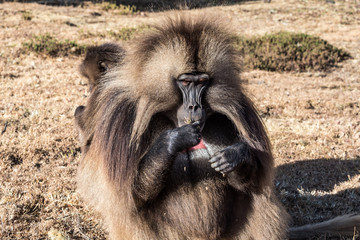 Gelada Baboon - Theropithecus Gelada. Simien Mountains in Ethiopia