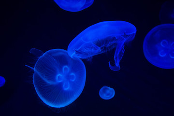 Obraz premium Common Jellyfish (Aurelia aurita) with a dark background in blue tones (also called, moon jellyfish, moon jelly, or saucer jelly)