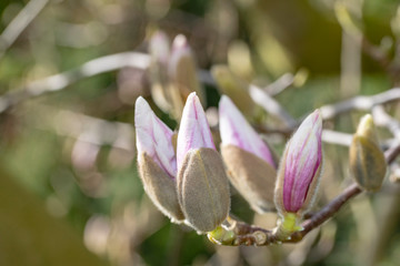 Obraz premium Closeup of magnolia blossom under a bright early spring sun light blooming calmly and smoothly