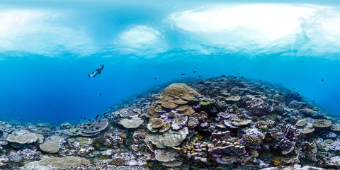 Fototapeta na wymiar 360 of healthy coral in Palmyra
