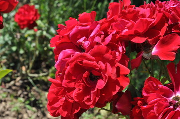red rose in garden