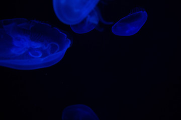 Naklejka na ściany i meble Common Jellyfish (Aurelia aurita) with a dark background in blue tones (also called, moon jellyfish, moon jelly, or saucer jelly)