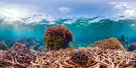 360 of Acropora coral in Palmyra