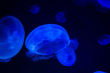Naklejka premium Common Jellyfish (Aurelia aurita) with a dark background in blue tones (also called, moon jellyfish, moon jelly, or saucer jelly)