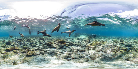 360 of sea lions in Galapagos