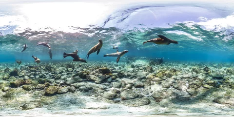 Foto op Canvas 360 of sea lions in Galapagos © The Ocean Agency