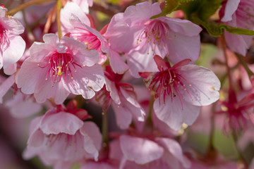 Kawazu Sakura of Fukuei Sports Plaza, Ichikawa City, Chiba Prefecture, Japan