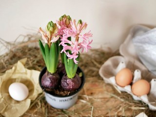 Pink hyacinths in a flowerpot, eggs and quail eggs, frames, hay on a light wooden table, spring season, Easter, holiday preparation concept, farm