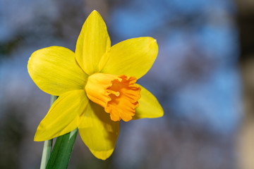 Yellow daffodil flower blooming under the early spring sun light in the field