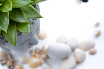 Spa and wellness still life objects