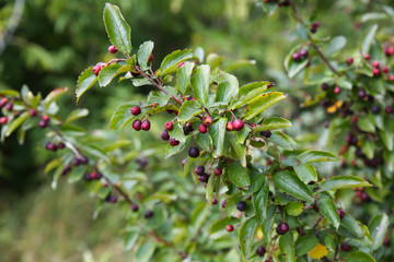 Wild berries on the tree in forest. Natural hawthorn fruit.