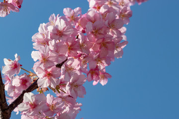 Kawazu Sakura of Fukuei Sports Plaza, Ichikawa City, Chiba Prefecture, Japan