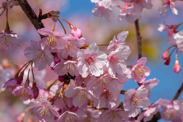 Kawazu Sakura of Fukuei Sports Plaza, Ichikawa City, Chiba Prefecture, Japan