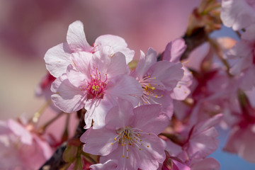 Kawazu Sakura of Fukuei Sports Plaza, Ichikawa City, Chiba Prefecture, Japan