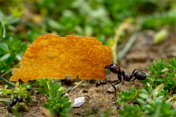une grosse fourmi transporte une miette