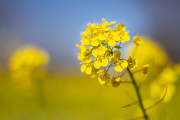 Mustard Flower