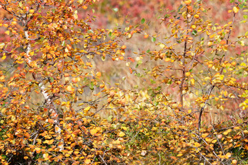 Birke (Betula) im Herbstkleid, Island