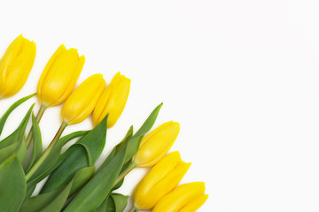 Yellow tulips isolated on white background. View from above. Close-up.