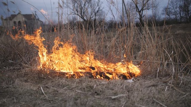 Natural disaster, fire destroying cane grass and bush at riverbank in marsh