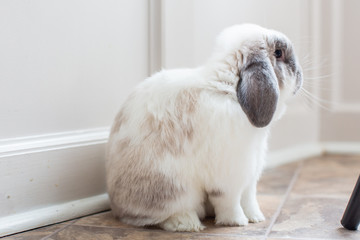 Mini Lop Bunny