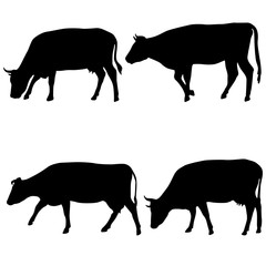 Black set silhouette of cash cow on white background