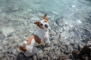 little dog jack russell terrier in a mountain lake. Traveling with a dog, pet in nature