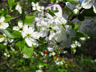 Flowering trees in spring on a light background, beautiful garden and good harvest in summer