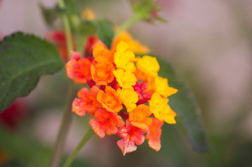 Close-up of a orange lantana camera flower