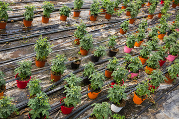 Growing tomatoes in greenhouse