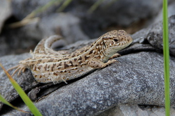 lizard on a rock close-up